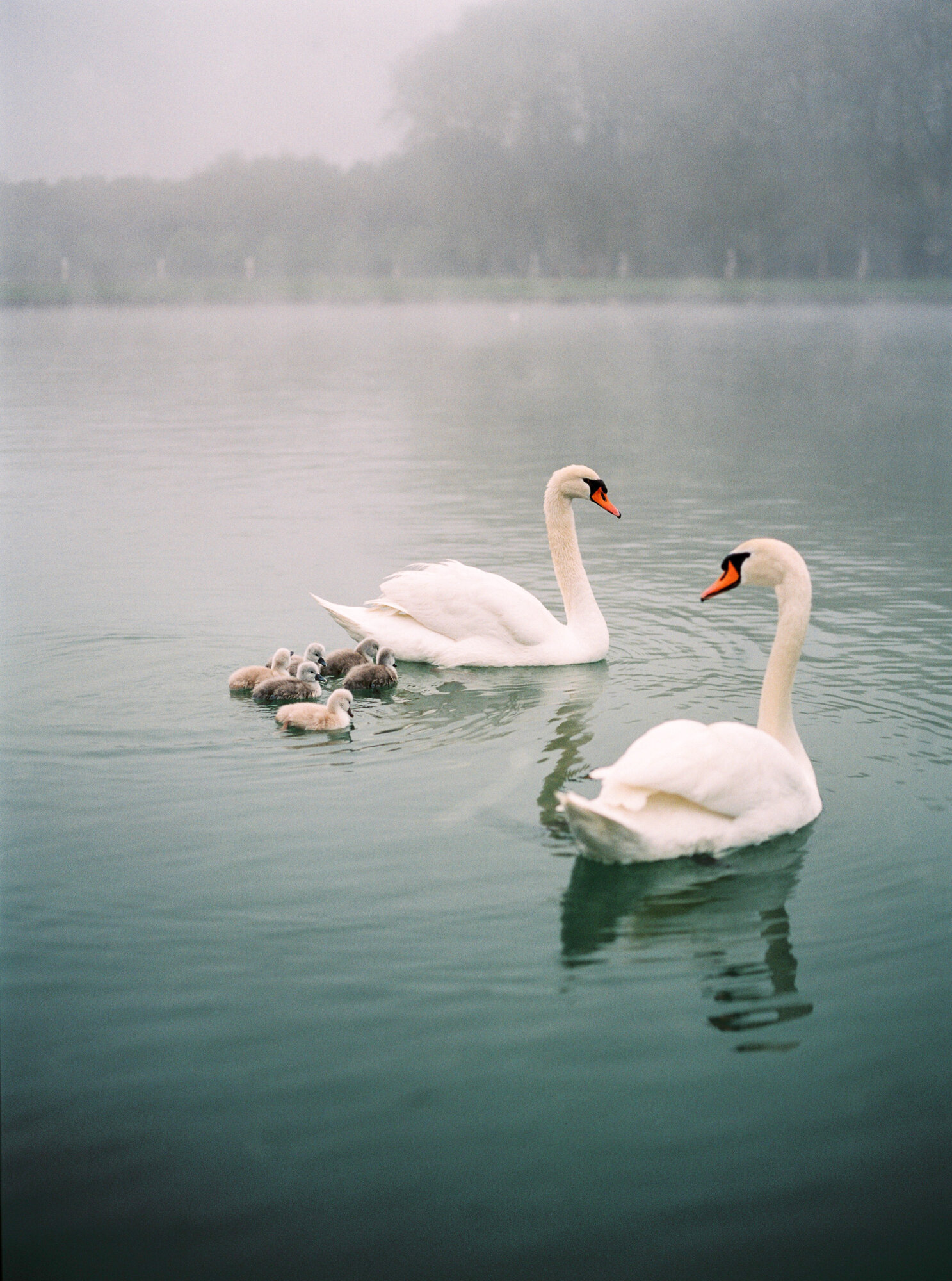 versailles swans.jpg